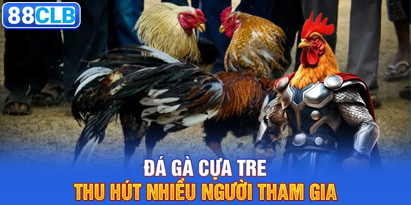 Đá gà cựa tre thu hút nhiều người tham gia