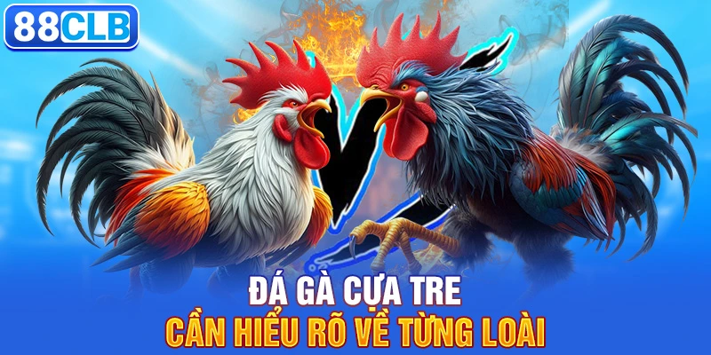 Đá gà cựa tre cần hiểu rõ về từng loài