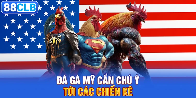 Đá gà mỹ cần chú ý tới các chiến kê