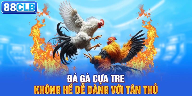 Đá gà cựa tre không hề dễ dàng với tân thủ