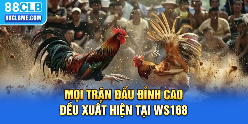 ĐÁ GÀ 88CLB 2 Mọi trận đấu đỉnh cao đều xuất hiện tại Ws168