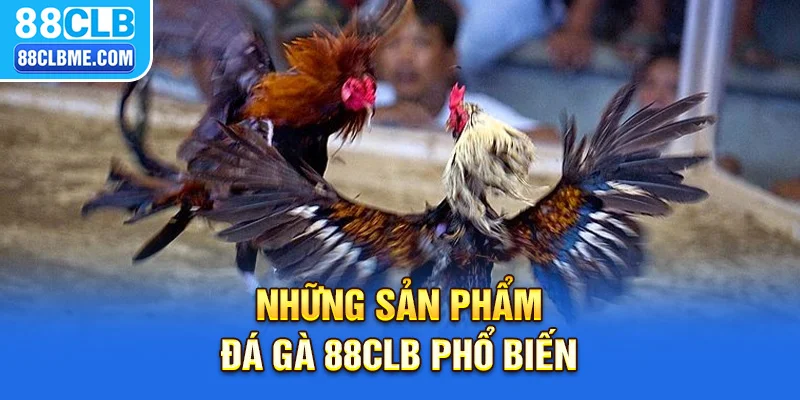 ĐÁ GÀ 88CLB 3 Những sản phẩm đá gà 88CLB phổ biến