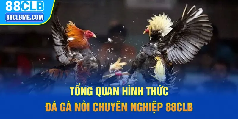 Tổng quan hình thức đá gà nòi chuyên nghiệp 88CLB